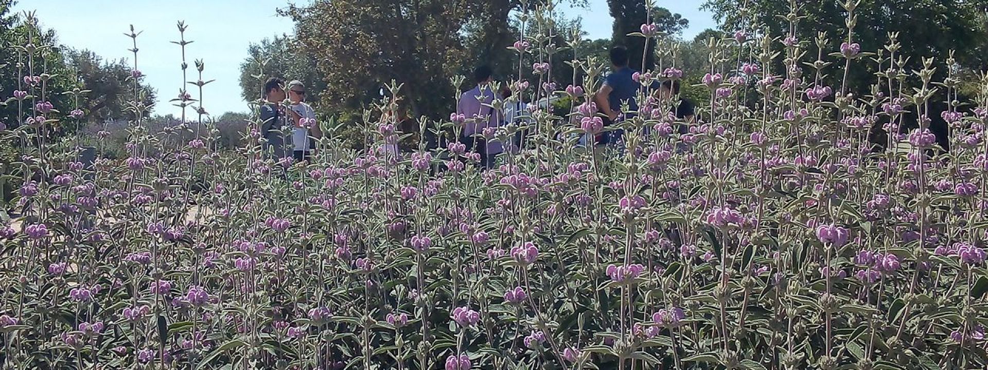 Φωτογραφία από αρωματικά λουλούδια και φυτά στο Πάρκο Σταύρος Νιάρχος