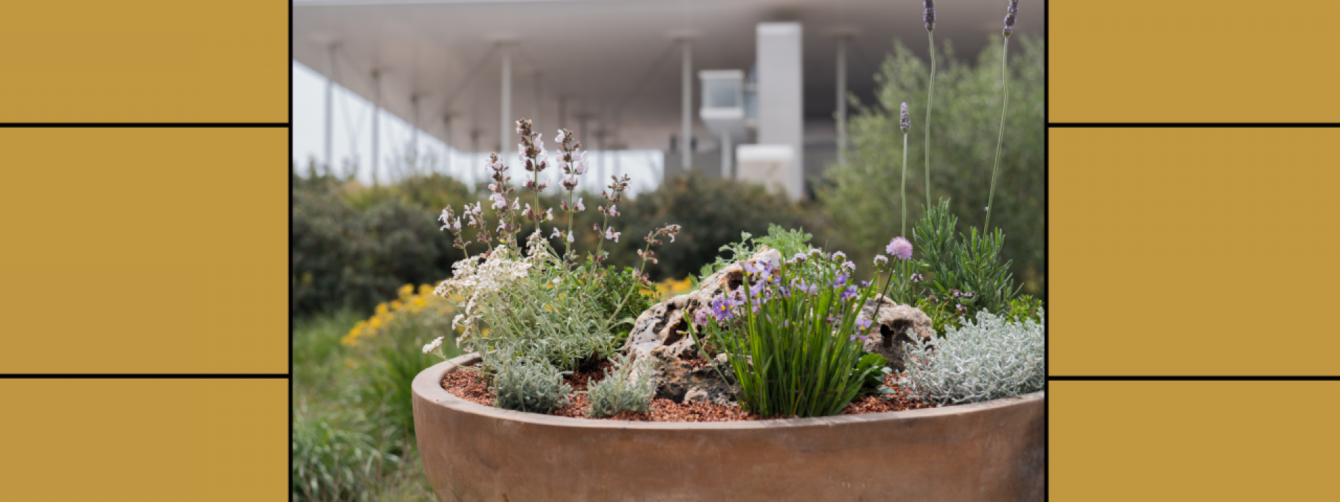 The Park’s Gardeners: A Mediterranean garden on our balcony| SNFCC - Εικόνα