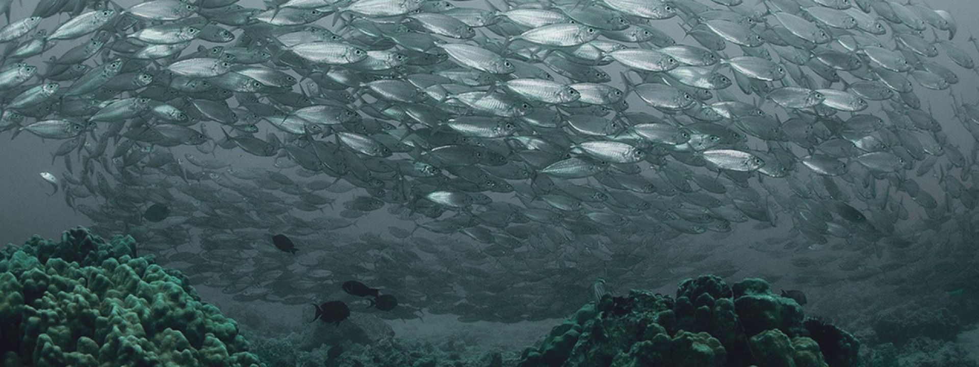 Φωτογραφία που απεικονίζει ένα δίχτυ με ψάρια μέσα στον βυθό