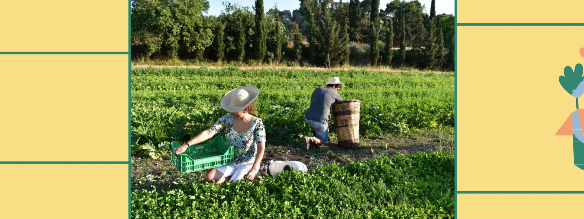 SNFCC Members Off the Premises: Farm to Fork | Field Trip to Delta Restaurant’s Farm in Markopoulo - Εικόνα