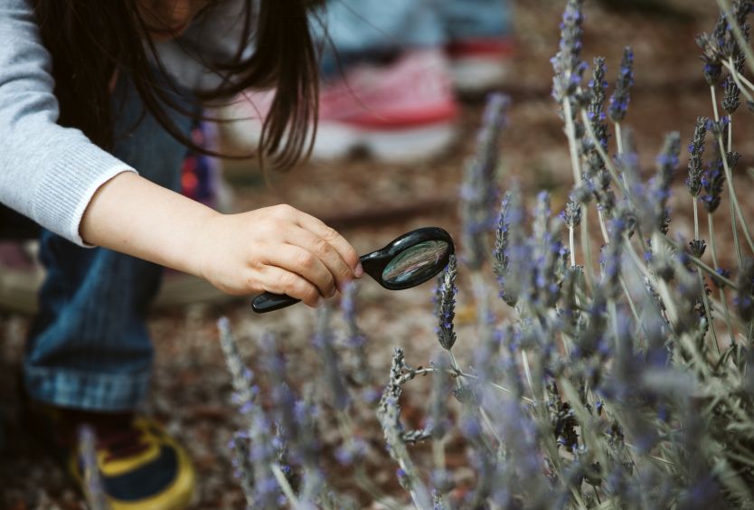 Family Activity: Discovering the uses of aromatic plants - Εικόνα