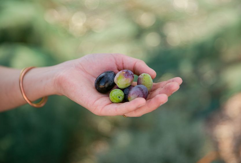 The impactful journey of Stavros Niarchos Park olives - Εικόνα