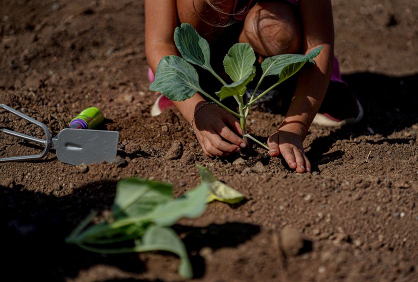Family Gardening: We are planting seasonal vegetables - Εικόνα