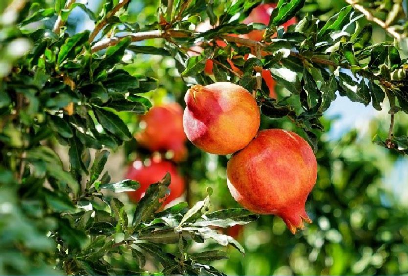 October 2021: Pomegranate, Punica Granatum - Εικόνα