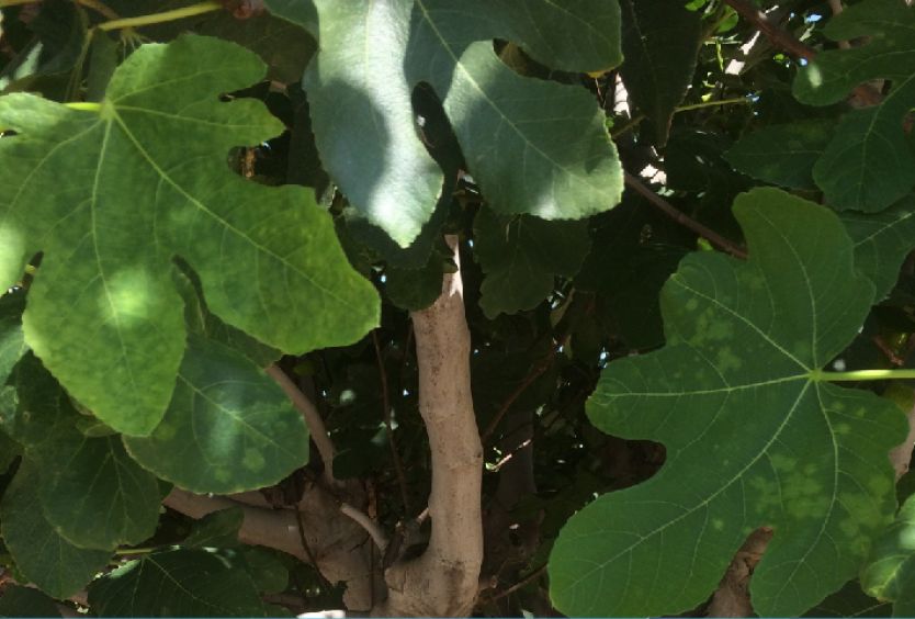 Αύγουστος 2021: Συκιά, Ficus carica ‘Kalamata’ - Εικόνα