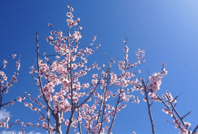 February 2022: Almond tree, Prunus dulcis - Εικόνα