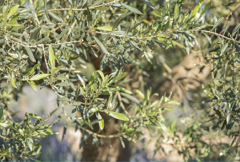 November 2021: Olive tree, Olea europaea - Εικόνα