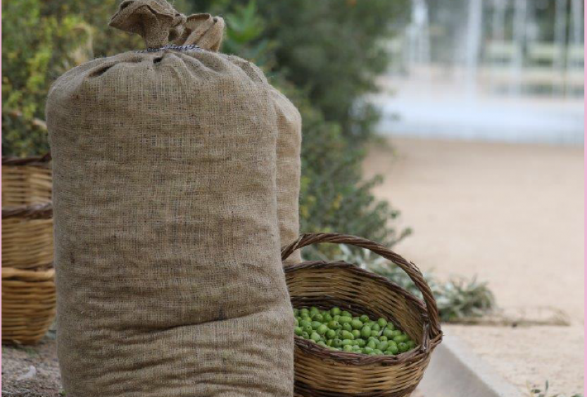 Members' Event: Harvesting Olive Trees at the SNFCC Park - Εικόνα