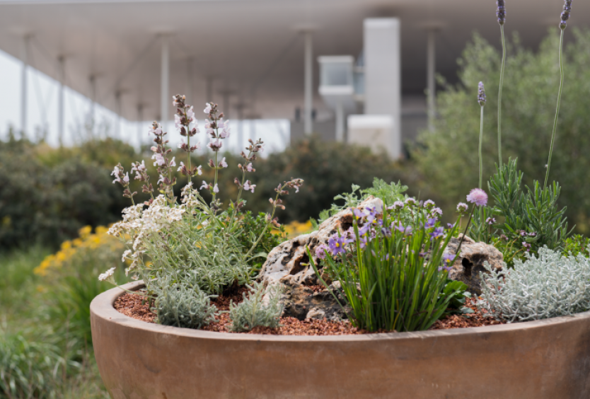 The Park’s Gardeners: A Mediterranean garden on our balcony| SNFCC - Εικόνα