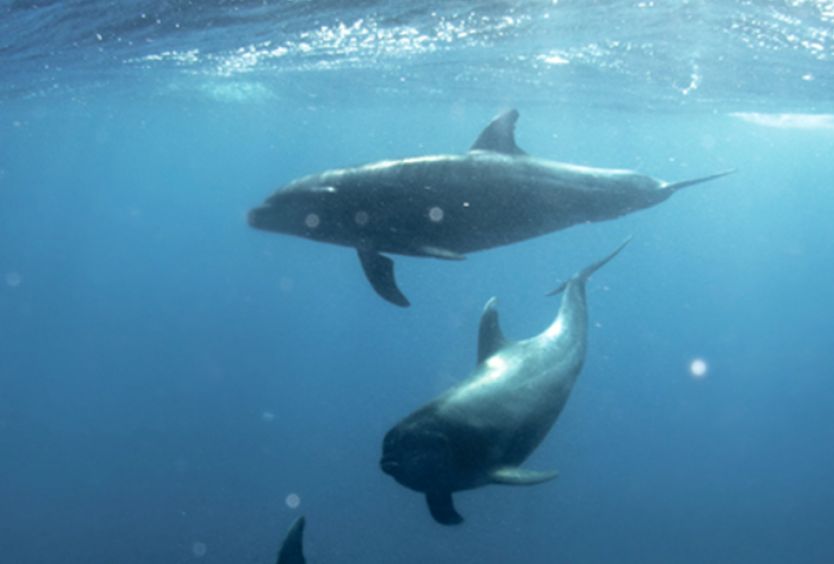 Φωτογραφία που απεικονίζει δελφίνια στον βυθό