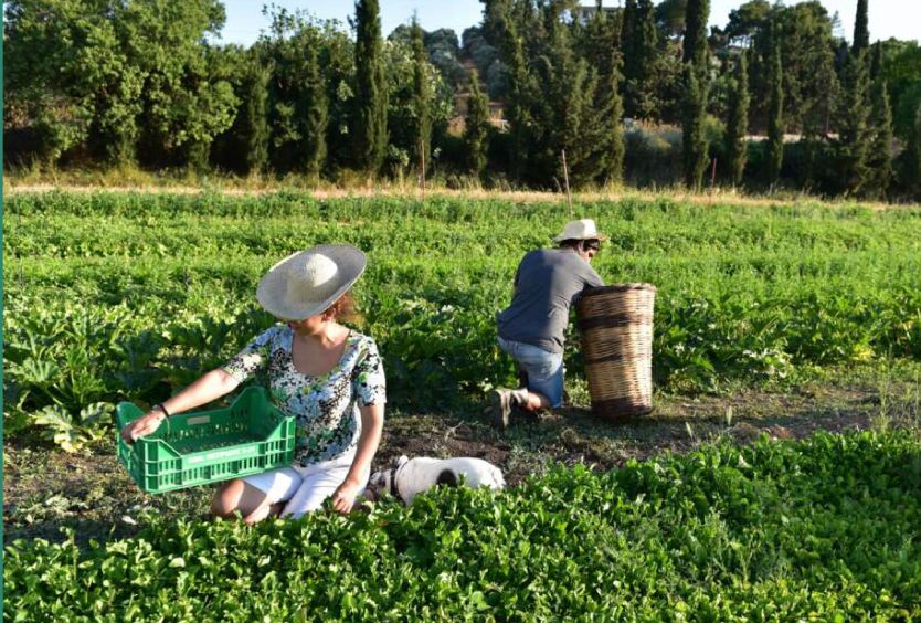 SNFCC Members Off the Premises: Farm to Fork | Field Trip to Delta Restaurant’s Farm in Markopoulo - Εικόνα