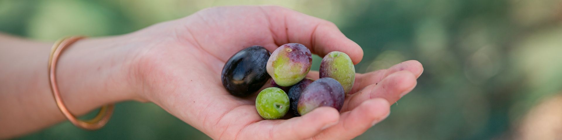 The impactful journey of Stavros Niarchos Park olives - Εικόνα
