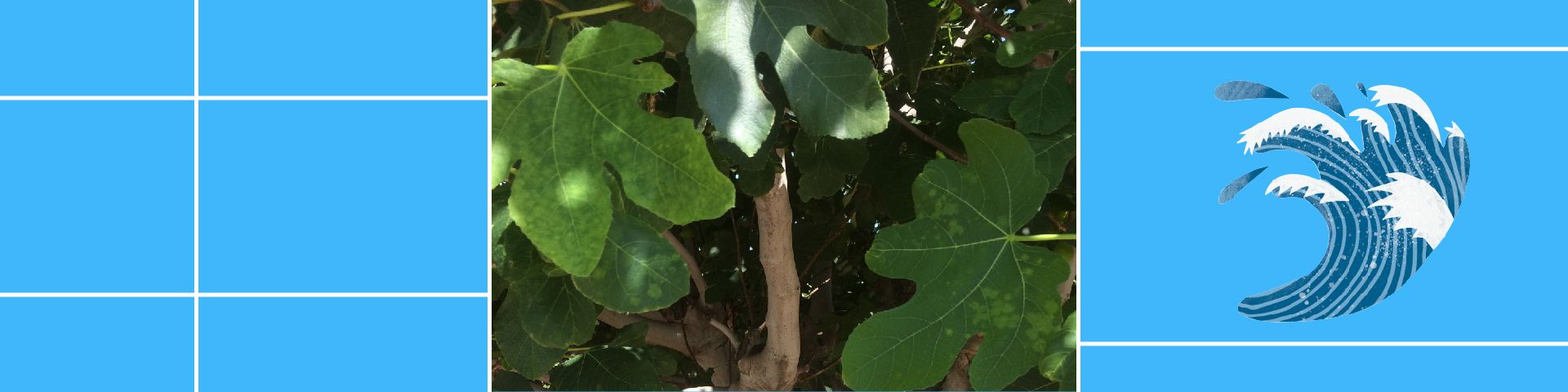 August 2021: Fig tree, Ficus carica ‘Kalamata’ - Εικόνα