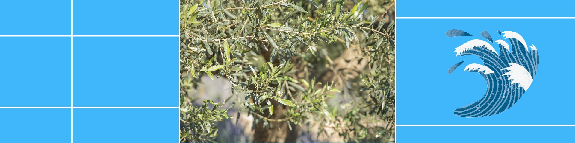 November 2021: Olive tree, Olea europaea - Εικόνα